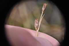 Juncus drummondii