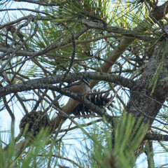 Lophophanes cristatus