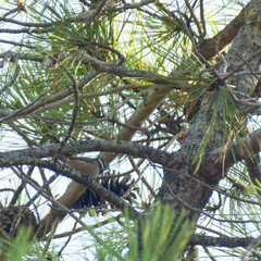 Lophophanes cristatus