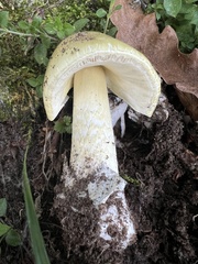 Amanita phalloides