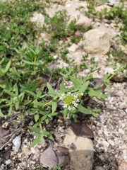 Mitracarpus maxwelliae