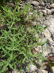 Mitracarpus maxwelliae