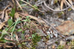 Luzula parviflora