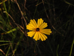 Coreopsis