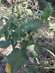 Abutilon grandifolium