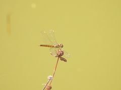 Brachythemis contaminata