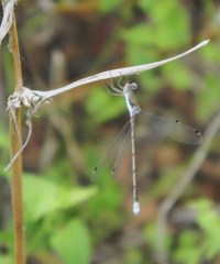 Lestes sigma