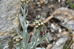 Antennaria lanata