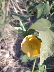 Abutilon grandifolium