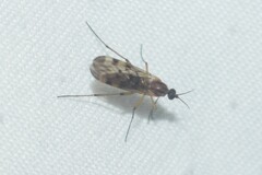 Sylvicola
