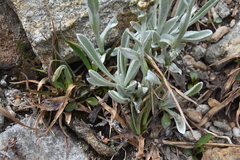 Antennaria lanata
