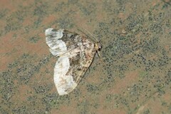 Euphyia intermediata