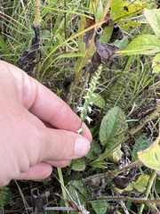 Spiranthes ovalis erostellata