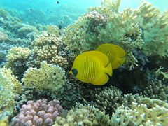 Chaetodon semilarvatus
