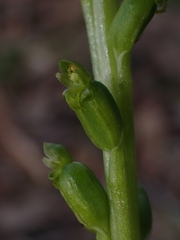 Microtis parviflora