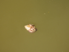 Lissachatina fulica