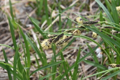 Carex spectabilis