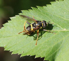 Spilomyia sayi
