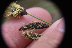 Carex spectabilis