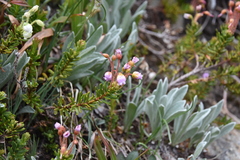 Phyllodoce × intermedia