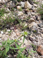 Mitracarpus maxwelliae