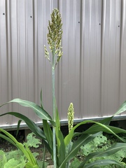 Sorghum bicolor