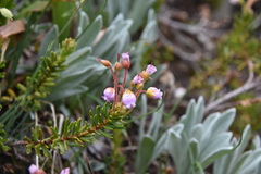 Phyllodoce × intermedia