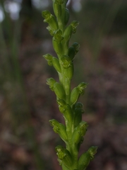 Microtis parviflora
