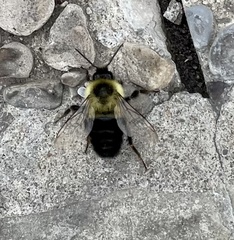 Bombus impatiens