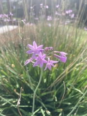 Tulbaghia violacea