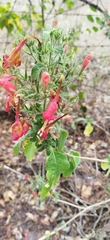Ruellia asperula