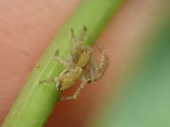 Philodromus