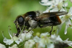 Cheilosia illustrata