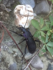 Carabus purpurascens