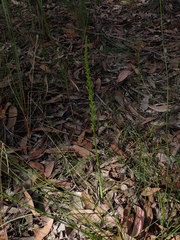 Microtis parviflora