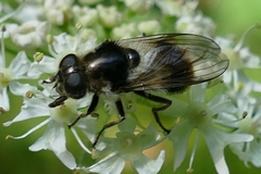 Cheilosia illustrata