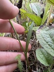 Spiranthes ovalis erostellata