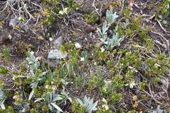 Eremogone capillaris