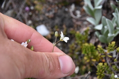Eremogone capillaris
