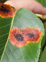 Gymnosporangium sabinae