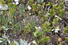Eremogone capillaris