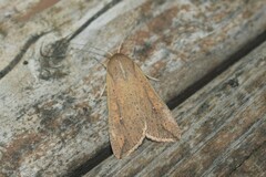 Mythimna unipuncta