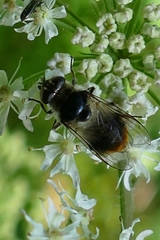 Cheilosia illustrata