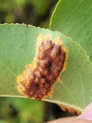 Gymnosporangium sabinae