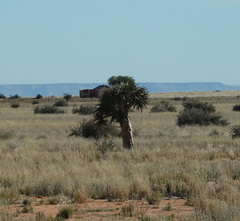 Aloidendron dichotomum