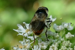 Cheilosia illustrata