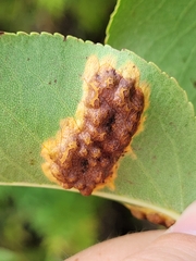 Gymnosporangium sabinae