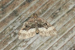 Euphyia intermediata