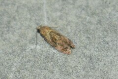 Tortricoidea