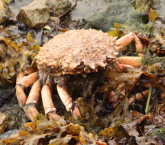 Maja brachydactyla